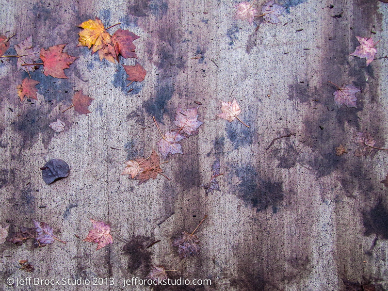 Photo 365 No. 98 – Phantom Leaves